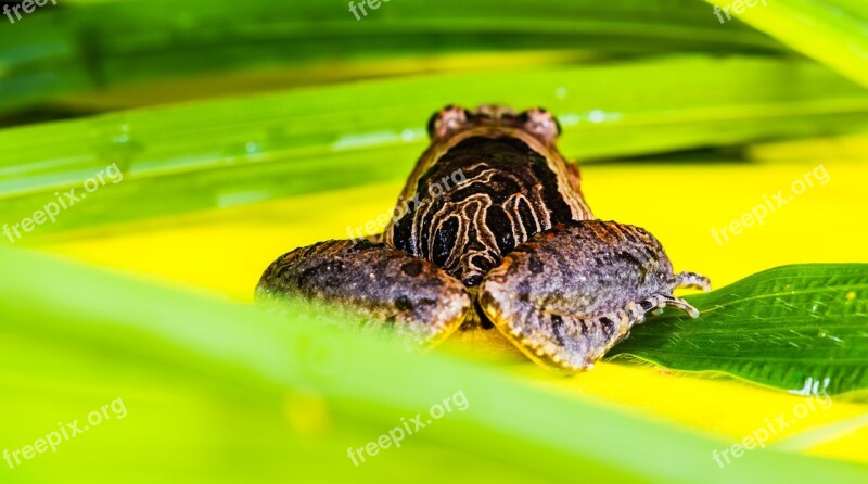 Tree Frog Anuran Frog Amphibians Free Photos