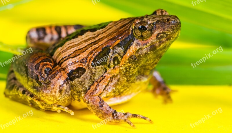 Tree Frog Anuran Frog Amphibians Free Photos