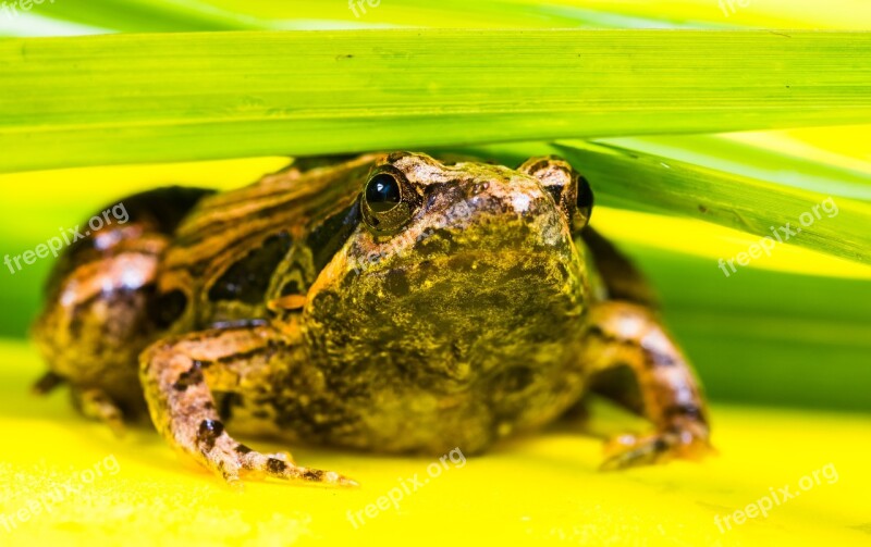 Tree Frog Anuran Frog Amphibians Free Photos