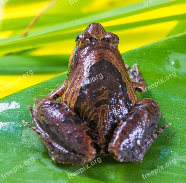 Tree Frog Anuran Frog Amphibians Free Photos