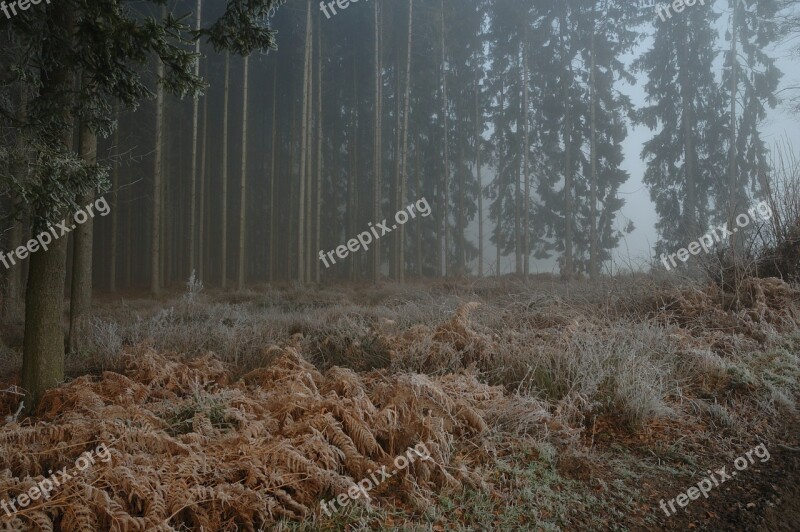 Forest Misty Foggy Nature Tree