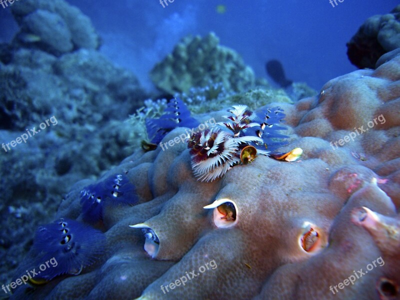 Coral Worm Sponge Fir Sapling Diving