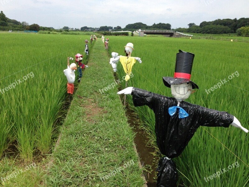 Scarecrow Farm Rice Field Free Photos