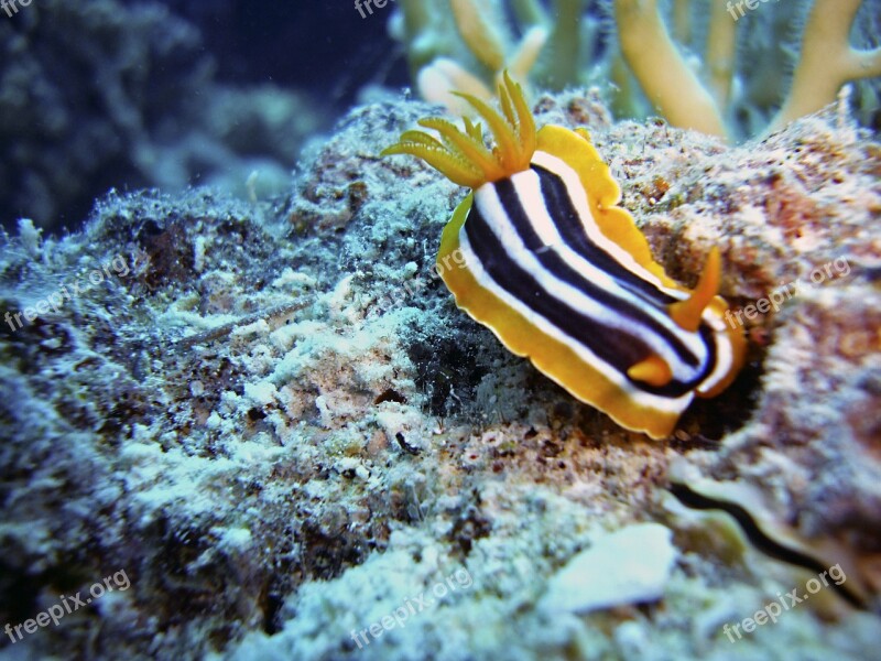 Slug Snail Diving Underwater Water