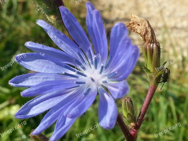 Blossom Bloom Blue Wait Chicory Nature