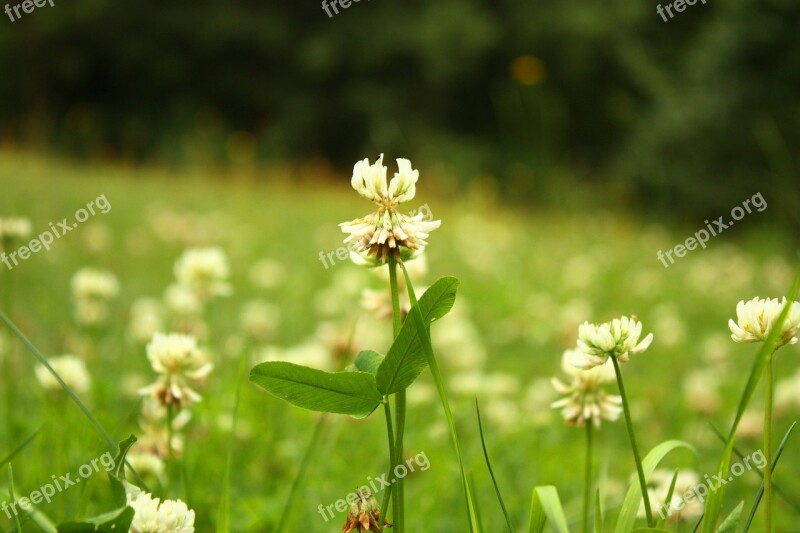 Clover Fodder Food Summer Poland