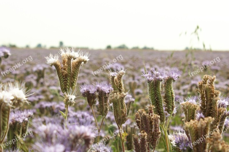 Tansy Phacelia Honey Plant Food Bees Honey