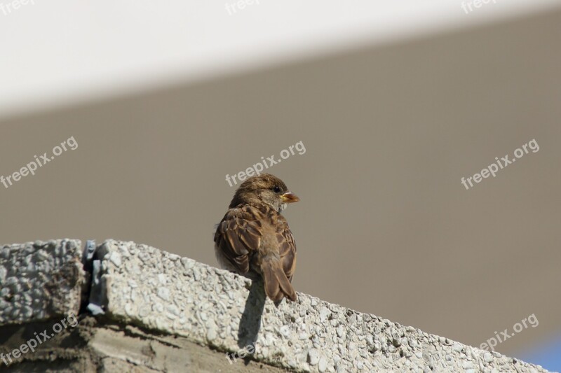 Sparrow Sperling Songbird Bird City