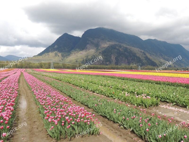 Tulip Garden Open Country Free Photos