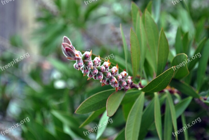 Plant Ornamental Plant Leaves Green Greens