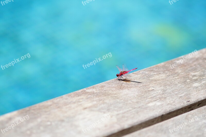 Dragonfly Pool Insect Water Animal