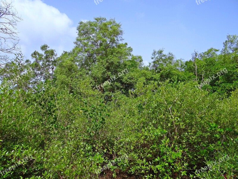 Mangroves Terekhol River Estuary Swamp Goa India