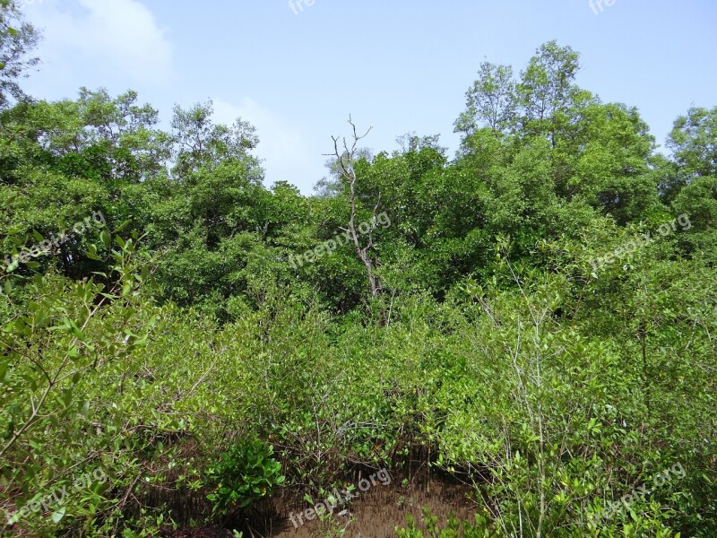 Mangroves Terekhol River Estuary Swamp Goa India