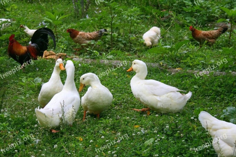 Ducks Chickens Birds Farm Animals