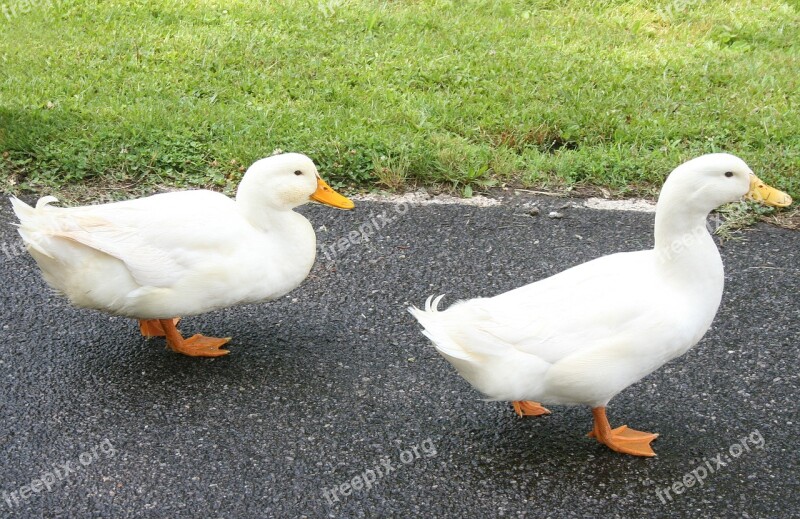 Ducks Walking Farm Animals Bird