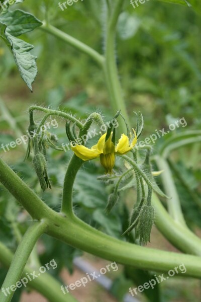 Tomato Tomato Flower Sprout Bloom Blossom