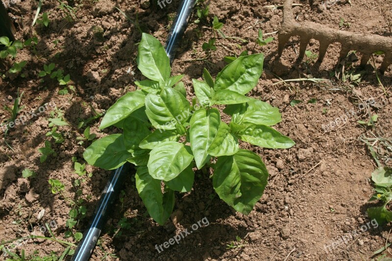 Basil Garden Gardening Dirt Rural