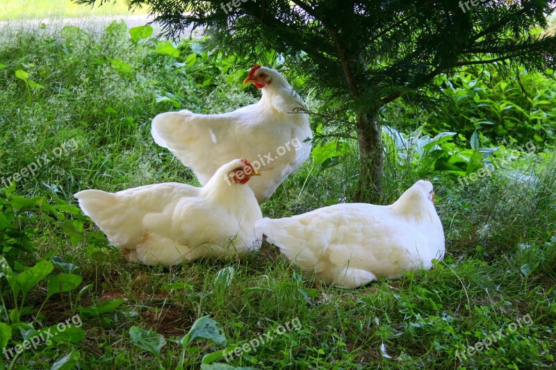 Chickens Hens White Farm Animal