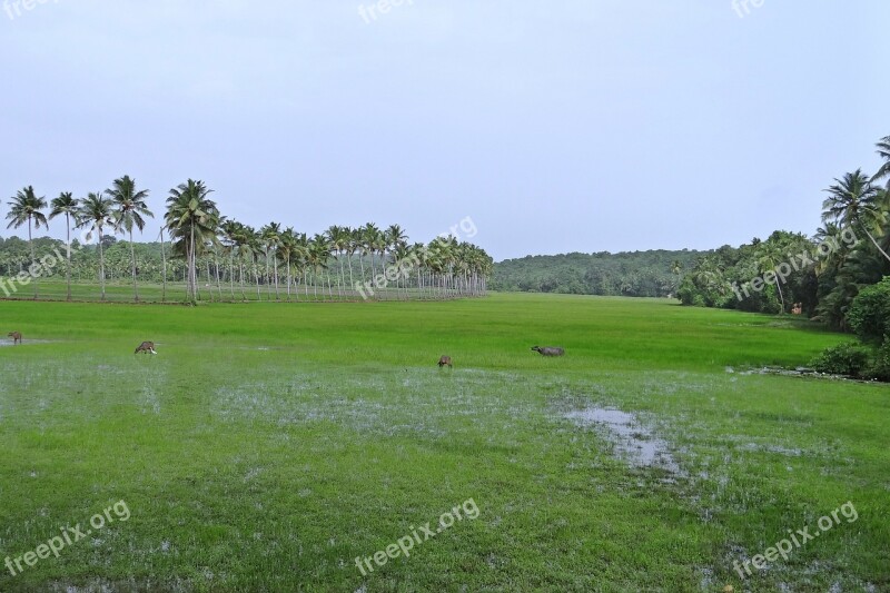 Pasture Low-land Buffaloes Coconut Groves Goa