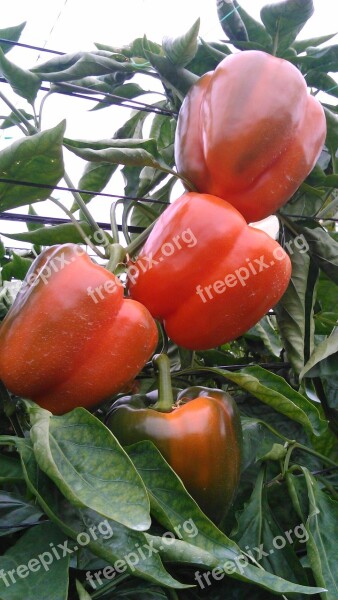 Sweet Pepper Greenhouse Almeria Pepper Agriculture