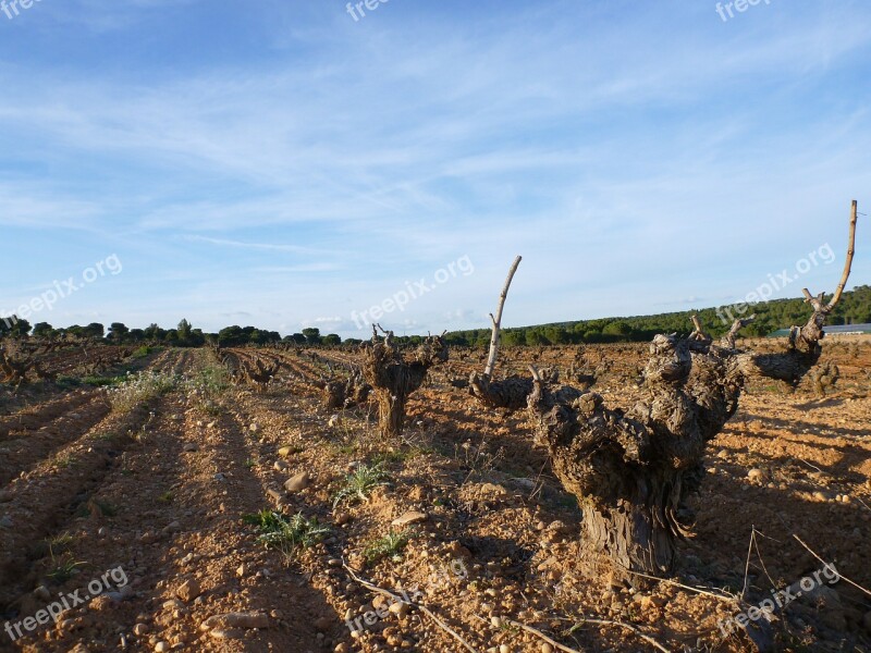 Vineyard Cuenca Wine Grape Agriculture Spain