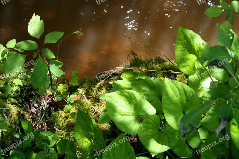 Stream Plants Water Green Flowing