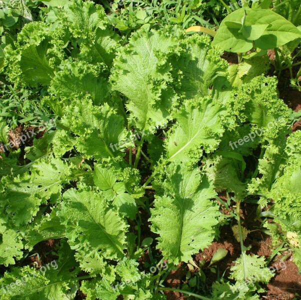 Gardening Mustard Greens Leaves Green Garden