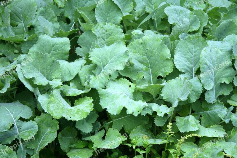 Gardening Kale Leaves Green Garden