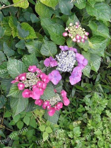 Hydrangeas Hydrangea Purple Flowers Red Flowers Free Photos