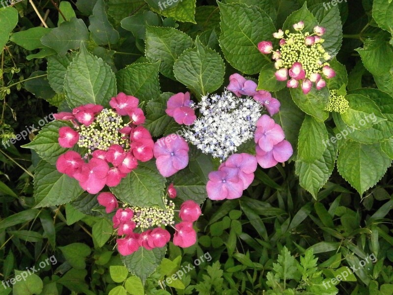 Hydrangeas Hydrangea Purple Flowers Red Flowers Free Photos