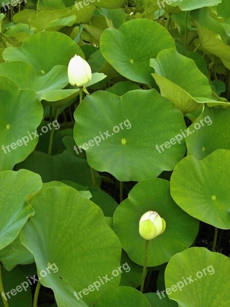 Lotus Lotus Leaf Bud Aquatic Plant Pond