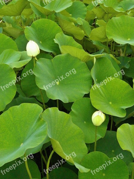 Lotus Lotus Leaf Bud Aquatic Plant Pond