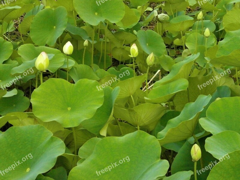 Lotus Lotus Leaf Bud Aquatic Plant Pond