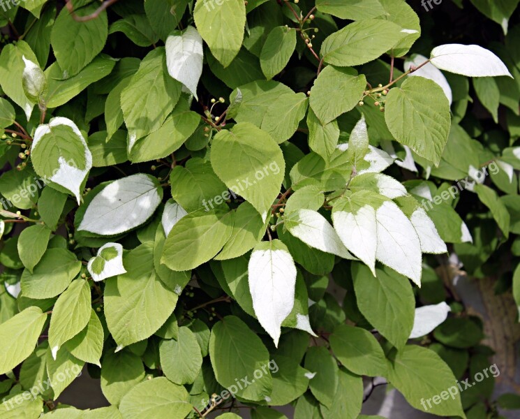 Green Leaf Plant Foliage White