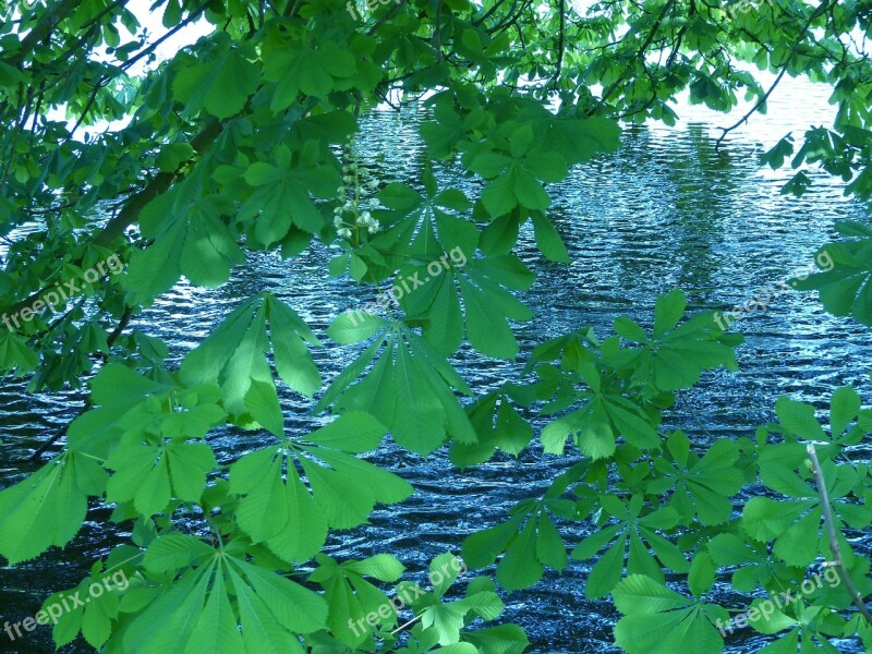 Chestnut Leaves Chestnut Nature Water Lake