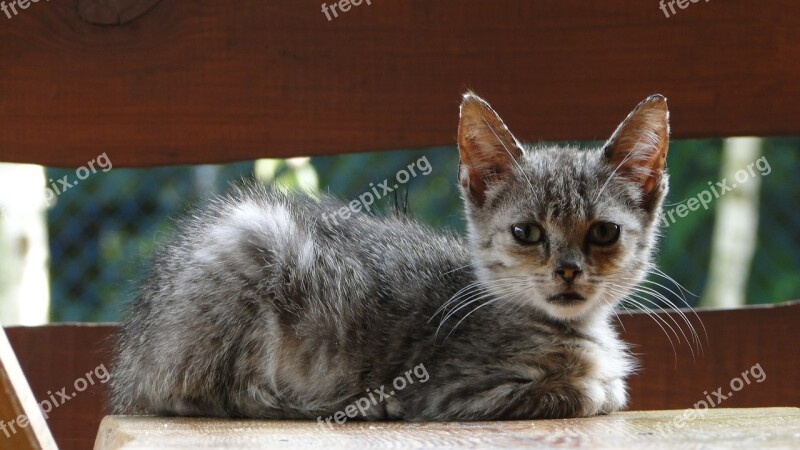 Cat Kitten Animal Tomcat A Young Kitten