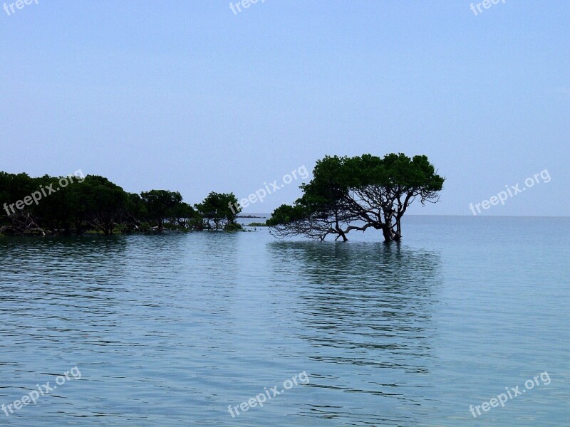 Mangroves Water Shallow Water Tree High Water