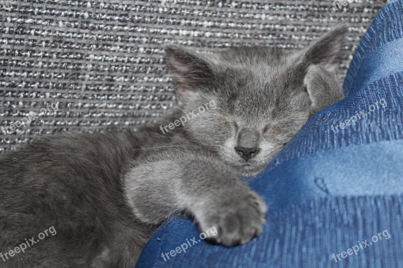 Cat Kitten Sleep Sweet Young