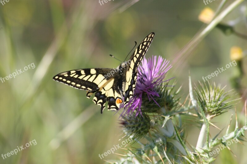 Dovetail Butterfly Flower Thistle Nature