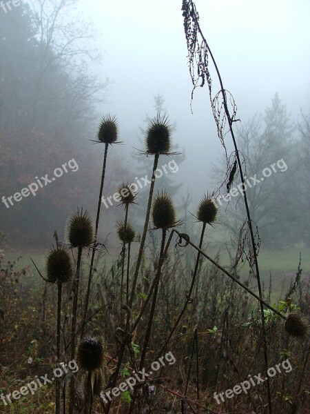 Forest Nature Fog Autumn Thistle