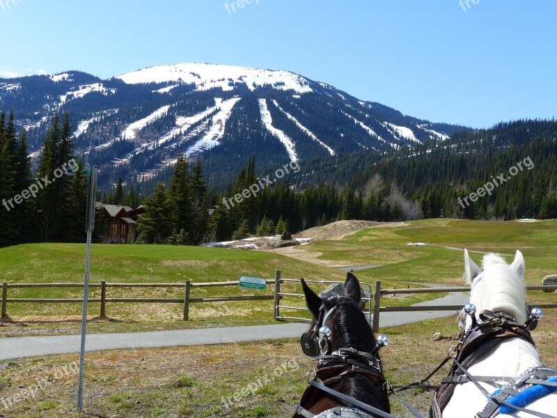 Carriage Horses Sun Peaks Ski Resort British Columbia Canada