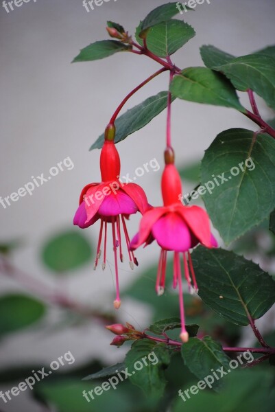 Fuchsia Flower Ornamental Plant Red Free Photos