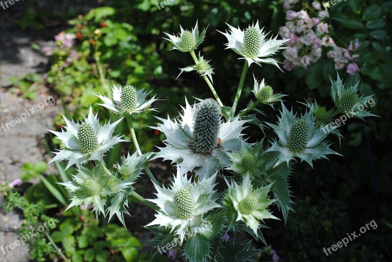 Thistle Inflorescence Garden Prickly Free Photos