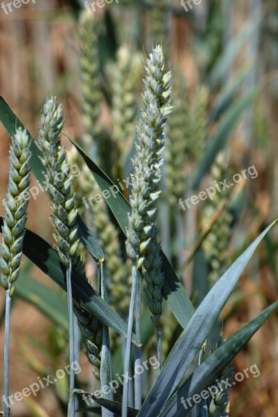 Wheat Cereals Halm Spike Wheat Field