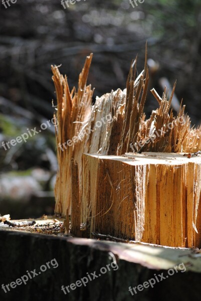 Tree Trunk Wood Splitter Wood Canceled Free Photos