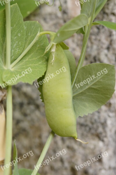 Pea Pod Pea Pea Plant Grow Vegetables