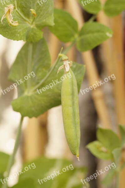 Pea Plant Pea Pea Pod Grow Vegetables