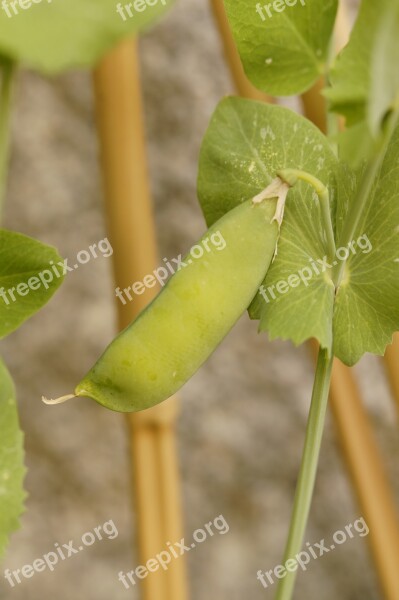 Pea Pod Pea Pea Plant Grow Vegetables