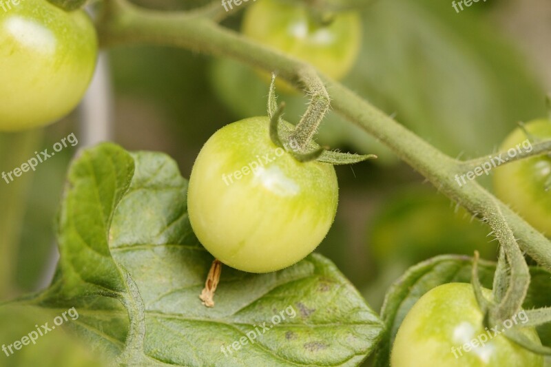 Bush Tomatoes Tomato Plant Tomato Vegetables Green