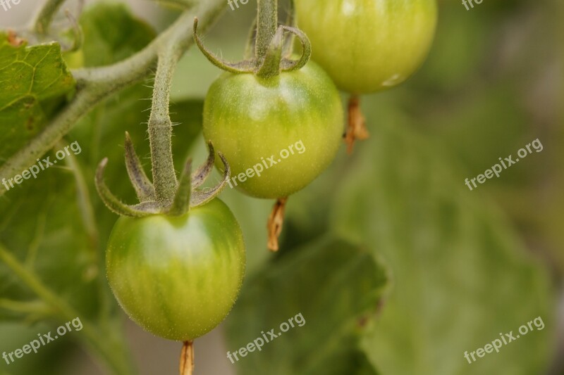 Bush Tomato Tomato Tomato Plant Vegetables Green